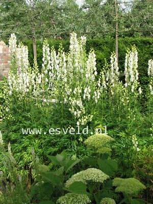 Aconitum napellus 'Album'