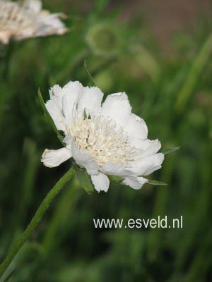 Scabiosa caucasica 'Alba'