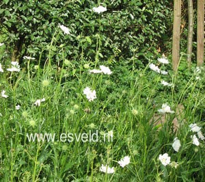 Scabiosa caucasica 'Alba'