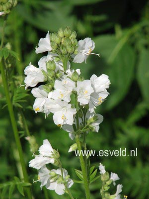 Polemonium caeruleum 'Album'