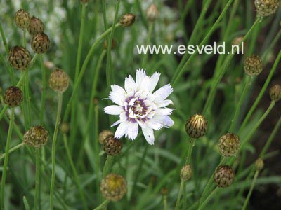 Catananche caerulea 'Alba'