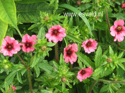 Potentilla nepalensis 'Miss Willmott'