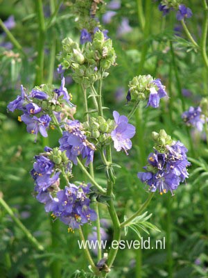 Polemonium caeruleum