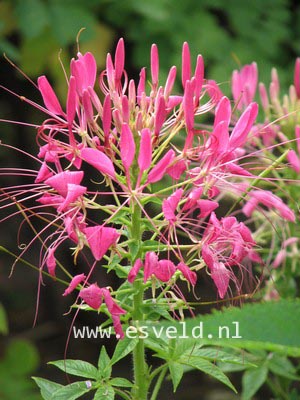 Plantentuin Esveld