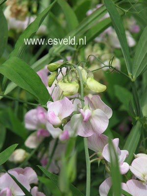 Lathyrus latifolius 'Pink Pearl'