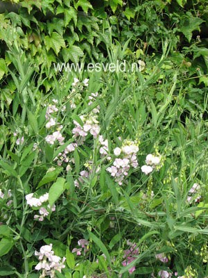 Lathyrus latifolius 'Pink Pearl'