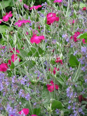 Lychnis coronaria