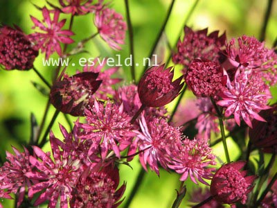 Astrantia major 'Hadspen Blood'