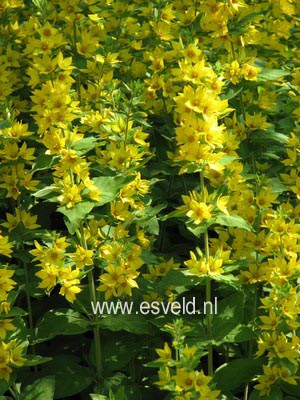 Lysimachia punctata