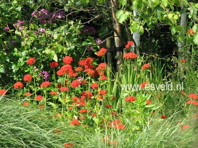 Lychnis chalcedonica