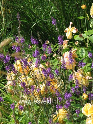 Linaria purpurea