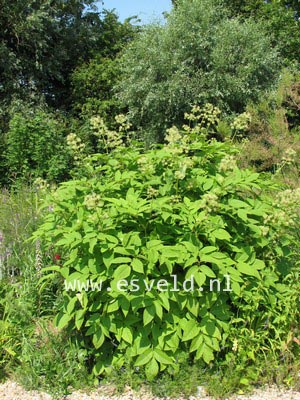 Aralia cordata