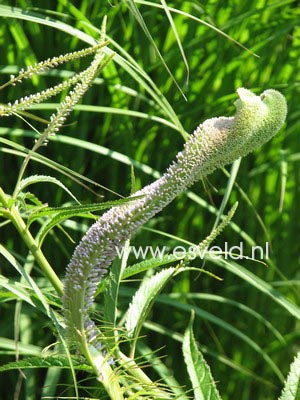 Veronicastrum virginicum 'Fascination'