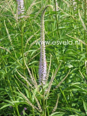 Veronicastrum virginicum 'Fascination'