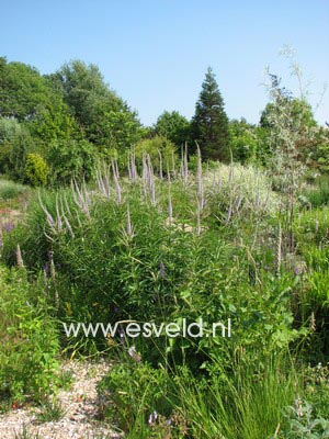 Veronicastrum virginicum 'Fascination'