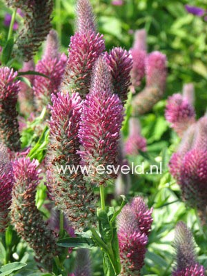 Trifolium rubens