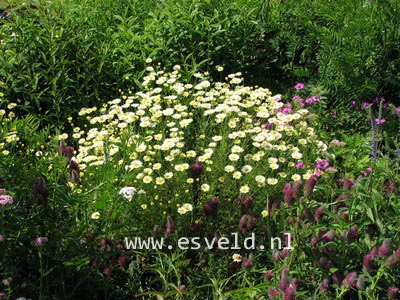 Anthemis hybrida 'Sauce Hollandaise'