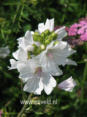 Malva moschata 'Alba'