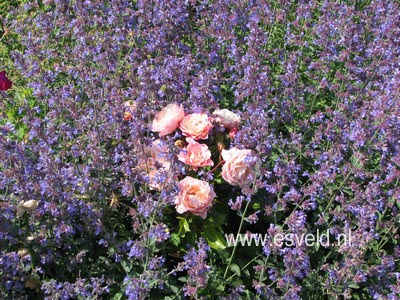 Nepeta 'Six Hills Giant'