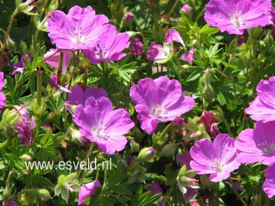 Geranium sanguineum var. striatum