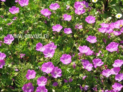 Geranium sanguineum var. striatum