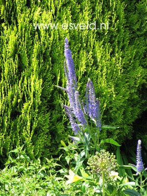 Veronica longifolia 'Blauriesin'