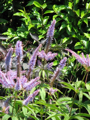 Veronicastrum virginicum 'Fascination'