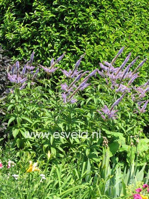 Veronicastrum virginicum 'Fascination'