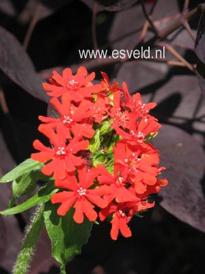 Lychnis chalcedonica