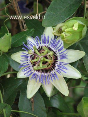 Passiflora caerulea