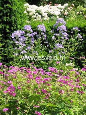 Campanula lactiflora 'Prichard's Variety'