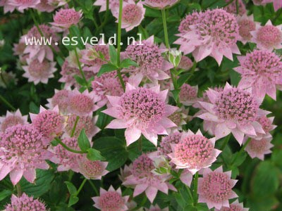 Astrantia maxima