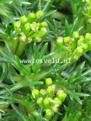 Azorella trifurcata