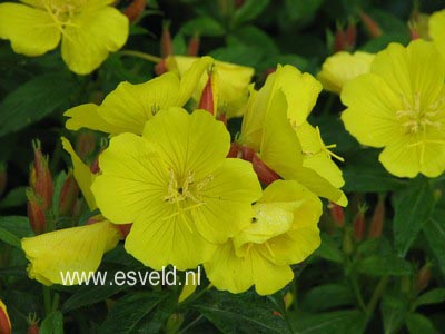 Oenothera fruticosa