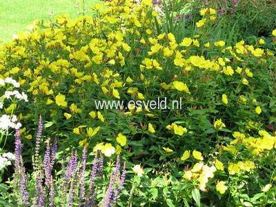 Oenothera fruticosa