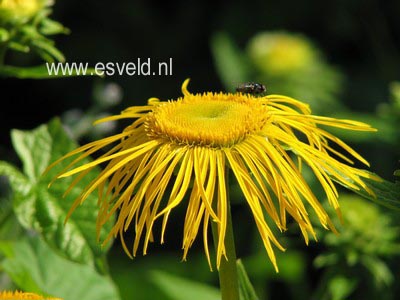 Inula helenium