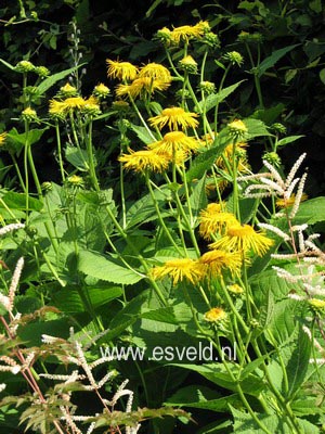 Inula helenium