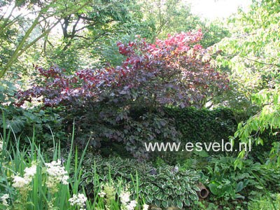 Cercis canadensis 'Forest Pansy'