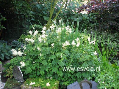 Filipendula purpurea 'Alba'