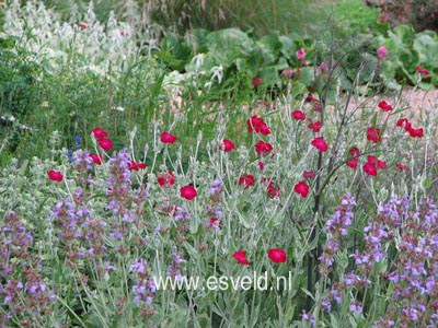 Lychnis coronaria