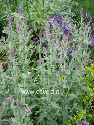 Nepeta nervosa