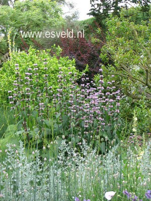 Phlomis tuberosa 'Amazone'