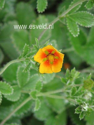 Potentilla tonguei