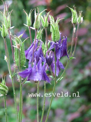 Aquilegia vulgaris