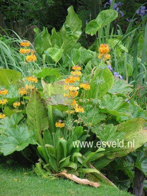 Primula bulleyana