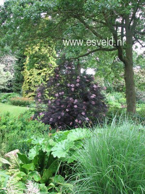 Sambucus nigra 'Eva' (BLACK LACE)