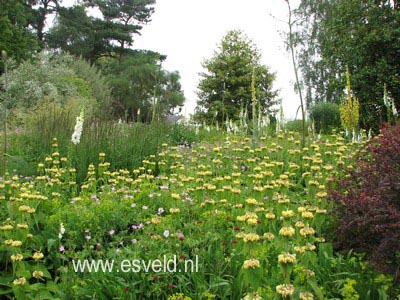 Phlomis russeliana