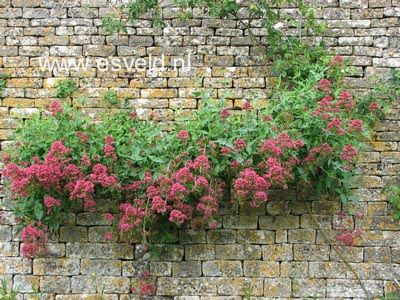 Centranthus ruber 'Coccineus'