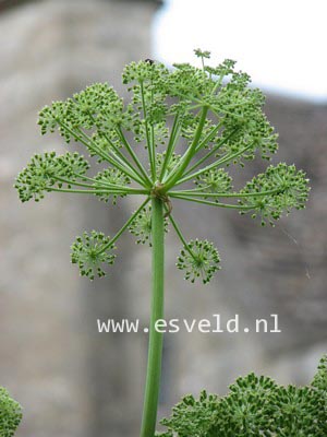 Angelica archangelica