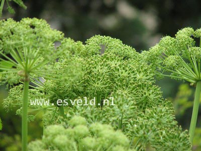 Angelica archangelica